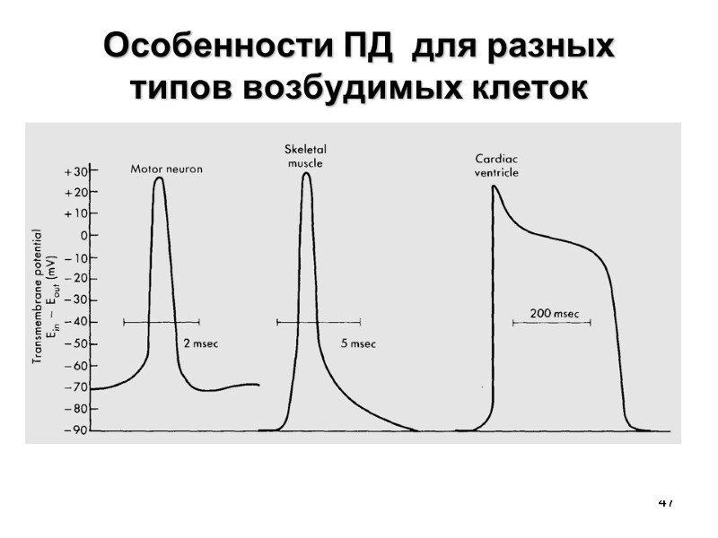 47 Особенности ПД  для разных типов возбудимых клеток